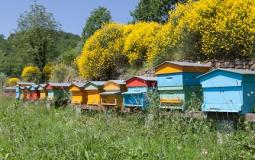 immagine articolo