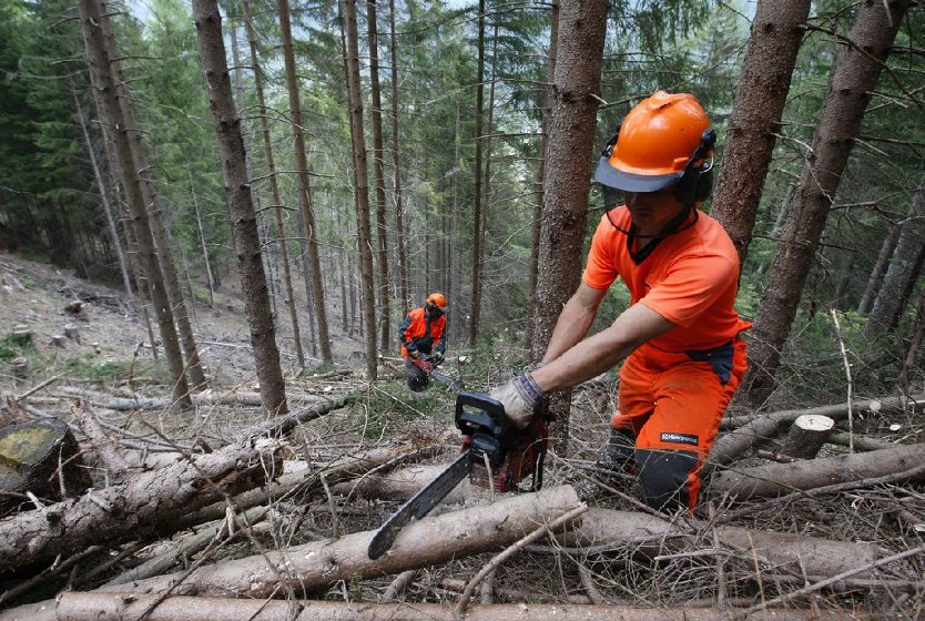 Operai forestali, assegnati agli enti 6,5 milioni come prima tranche dei finanziamenti