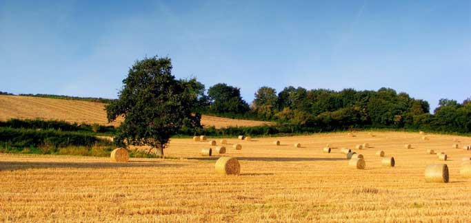 Agricoltura, il Ministero finanzia il contratto di distretto della Toscana Sud