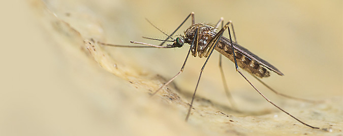 Quali precauzioni adottare contro le infezioni e le malattie portate dalle zanzare